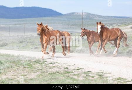 Bunte Herde von American Ranch Pferden, die aufgerundet werden, um auf Sommerweiden auf einer Ranch in Colorado zu ziehen. Stockfoto