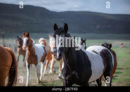 Bunte Herde von American Ranch Pferden, die aufgerundet werden, um auf Sommerweiden auf einer Ranch in Colorado zu ziehen. Stockfoto