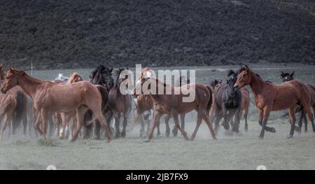 Bunte Herde von American Ranch Pferden, die aufgerundet werden, um auf Sommerweiden auf einer Ranch in Colorado zu ziehen. Stockfoto