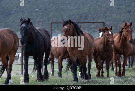 Bunte Herde von American Ranch Pferden, die aufgerundet werden, um auf Sommerweiden auf einer Ranch in Colorado zu ziehen. Stockfoto