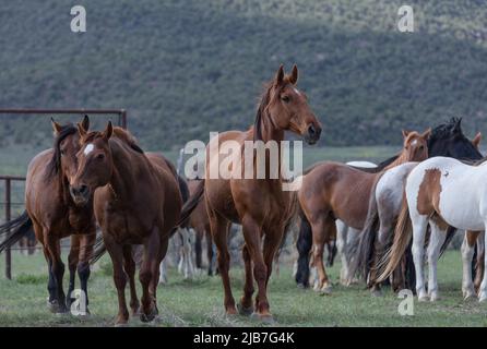 Bunte Herde von American Ranch Pferden, die aufgerundet werden, um auf Sommerweiden auf einer Ranch in Colorado zu ziehen. Stockfoto