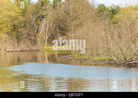 Ein unberührter Süßwasserfluss, der durch ein natürliches Waldgebiet fließt. Stockfoto