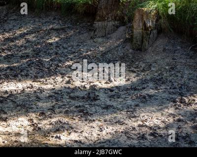 Bild des Klimawandels eines Stausees mit einem trockenen Baumzweig. Konzept der Dürre Stockfoto