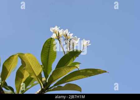 Blume Stockfoto