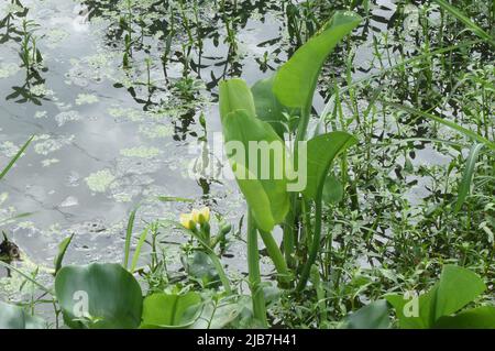 Blume Stockfoto