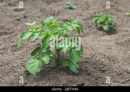 Junge Kartoffelpflanze, die auf dem Boden wächst. Kartoffelbusch im Bio-Garten. Erntestufen der Kartoffelpflanze. Konzept Landwirtschaft und Landwirtschaft Stockfoto