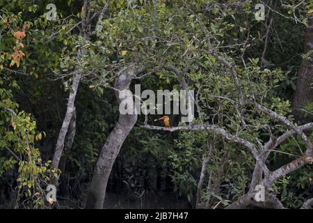 Ein Ruddy Kingfisher (Halcyon coromanda) in Sundarbans, Bangladesch. 03.Mai 2007. Es ist ein weit verbreiteter Zugvögel in Ost- und Südostasien. Ruddy Eisvögel bewohnen Waldgebiete von der gemäßigten bis zu tropischen Zonen, oft in dichten Dschungel und Regenwäldern..erreicht etwa 25cm, hat der Ruddy Eisvögel einen sehr großen, leuchtend roten Schnabel und ebenso rote Beine. Der Körper ist rostrot und vertiefend bis violett am Schwanz. Ruddy Eisvögel ernähren sich im Allgemeinen von Fischen, Krebstieren und großen Insekten, obwohl sie in Gebieten mit weniger fließendem Wasser bekanntermaßen Frösche und andere Amphi aufnehmen Stockfoto