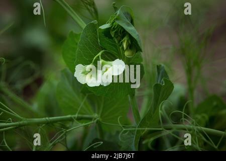 Blühende Gartenerbse (Pisum sativum) im Garten. Pflanzenblüte der PEA. Nahaufnahme. Details. Stockfoto