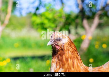 Hellbraune Henne, links Nahaufnahme im grünen Garten im Hinterhof Stockfoto