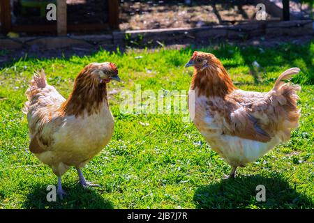 Zwei hellbraune Hühner stehen dicht beieinander, Nahaufnahme im grünen Garten im Hinterhof Stockfoto