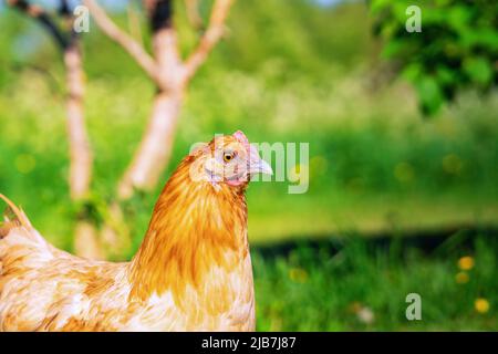 Hellbraune Henne, rechts Nahaufnahme Seitenfoto im grünen Garten im Hinterhof Stockfoto