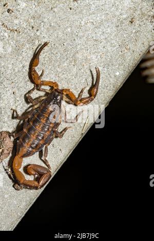 Gestreifter Barkenskorpion - Centruoides vittatus Stockfoto