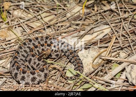 Dunkle Zwergrattlesnake - Sistrurus miliarius barbouri Stockfoto