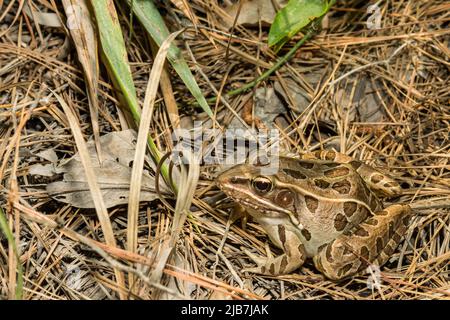 Südlicher Leopardenfrosch - Lithobates sphenocephalus Stockfoto