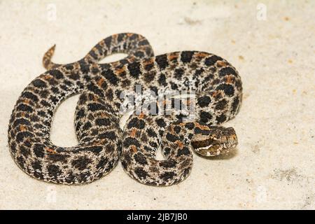 Dunkle Zwergrattlesnake - Sistrurus miliarius barbouri Stockfoto