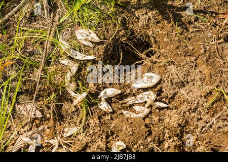 Überreste eines überfielen Schildkrötennests Stockfoto