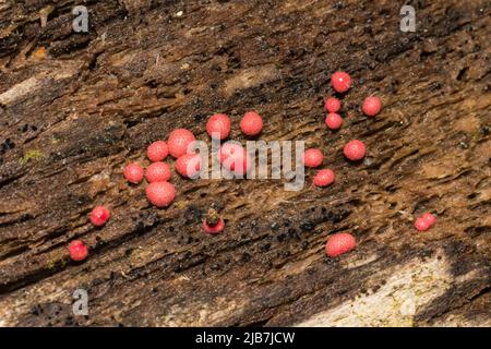 Wolf's Milk Slime Mold - Lycogala epidendrum Stockfoto