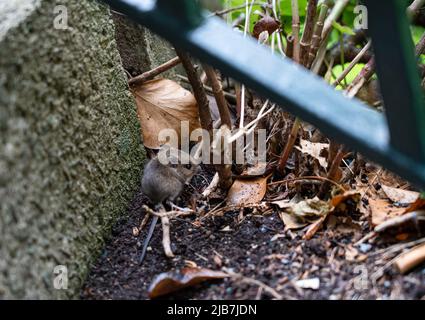 Eine Holzmaus, auch bekannt als Langschwanz-Feldmaus (Apodemus sylvaticus), die sich auf Betonstufen ernährt Stockfoto