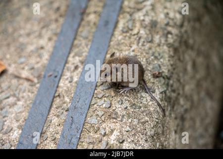 Eine Holzmaus, auch bekannt als Langschwanz-Feldmaus (Apodemus sylvaticus), die sich auf Betonstufen ernährt Stockfoto