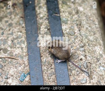 Eine Holzmaus, auch bekannt als Langschwanz-Feldmaus (Apodemus sylvaticus), die sich auf Betonstufen ernährt Stockfoto