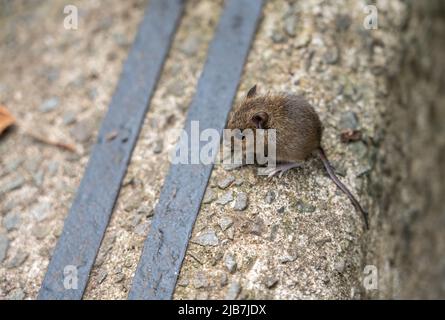 Eine Holzmaus, auch bekannt als Langschwanz-Feldmaus (Apodemus sylvaticus), die sich auf Betonstufen ernährt Stockfoto