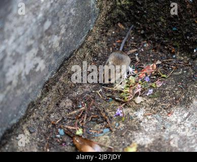 Eine Holzmaus, auch bekannt als Langschwanz-Feldmaus (Apodemus sylvaticus), die sich auf Betonstufen ernährt Stockfoto