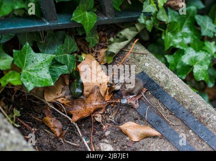 Eine Holzmaus, auch bekannt als Langschwanz-Feldmaus (Apodemus sylvaticus), die sich auf Betonstufen ernährt Stockfoto