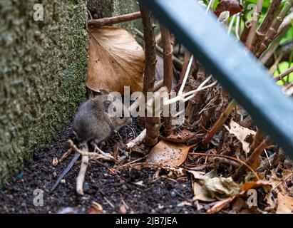 Eine Holzmaus, auch bekannt als Langschwanz-Feldmaus (Apodemus sylvaticus), die sich auf Betonstufen ernährt Stockfoto