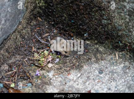 Eine Holzmaus, auch bekannt als Langschwanz-Feldmaus (Apodemus sylvaticus), die sich auf Betonstufen ernährt Stockfoto