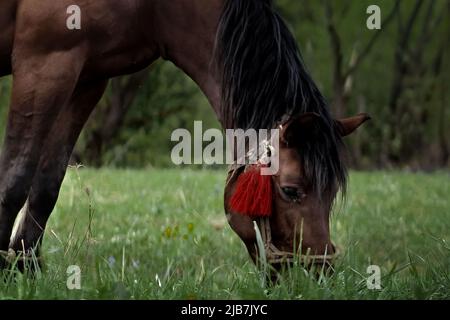 Schönes braunes Kastanienpferd grast auf frischem Gras auf einer grünen Wiese. Vieh. Stockfoto