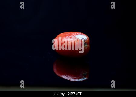 Verfaulende Tomate aus nächster Nähe, auf der weißer Schimmel wächst. Stockfoto