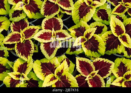 Verschiedene schöne Zimmerpflanzen im Zimmer. Hausdekoration. Stockfoto
