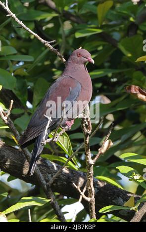 Rotschnabeltaube (Patagioenas flavirostris), Erwachsener, der auf dem Zweig San Jose, Costa Rica, thront März Stockfoto