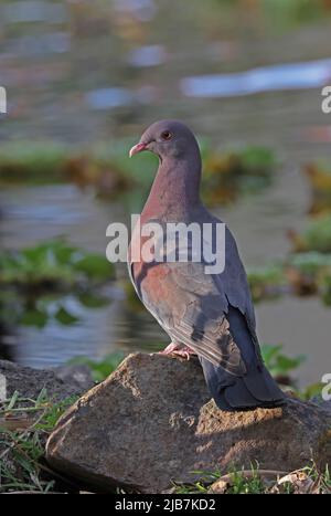 Rotschnabel-Taube (Patagioenas flavirostris) Erwachsener, der auf dem Felsen am Wasser in San Jose, Costa Rica, thront März Stockfoto