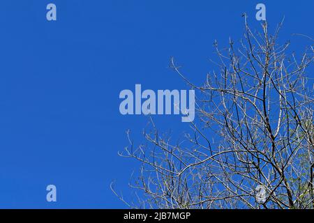 Tote Bäume und blauer Himmel Stockfoto