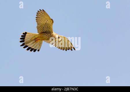 Ausgewachsene weibliche Falco tinnunculus, die vor einem blauen Himmel schwebt Stockfoto