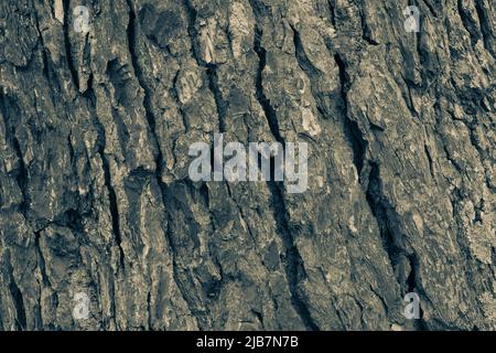 Hintergrund von brauner Baumrinde mit Moos, Nahaufnahme. Relief natürliche Textur von Eiche Stamm für die Veröffentlichung, Bildschirmschoner, Tapete, Postkarte, Poster Stockfoto