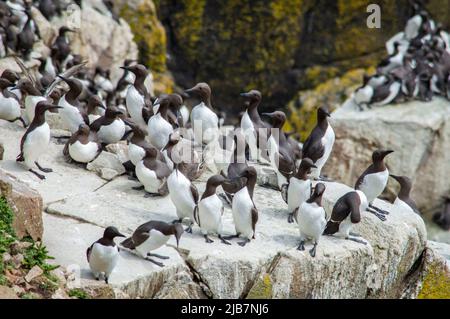 Große Vogelgruppe auf den Saltee Islands Wexford Ireland. Stockfoto