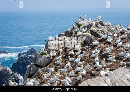 Große Gruppe von Tölpeln auf den Saltee Islands Wexford Ireland. Stockfoto