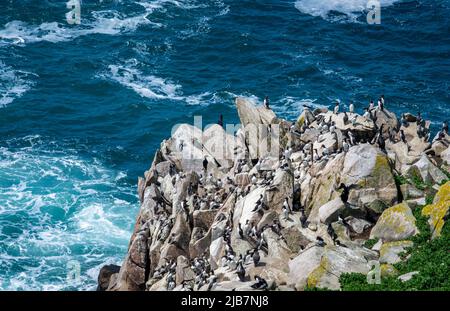 Große Vogelgruppe auf den Saltee Islands Wexford Ireland. Stockfoto