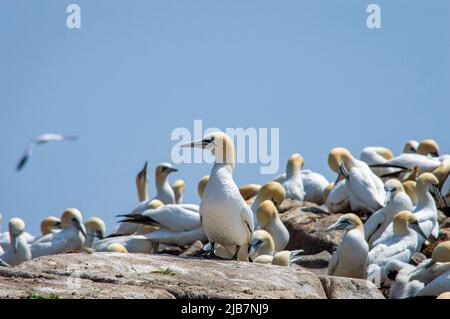 Große Gruppe von Tölpeln auf den Saltee Islands Wexford Ireland. Stockfoto