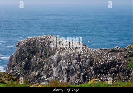 Große Vogelgruppe auf den Saltee Islands Wexford Ireland. Stockfoto