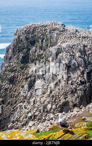 Große Vogelgruppe auf den Saltee Islands Wexford Ireland. Stockfoto