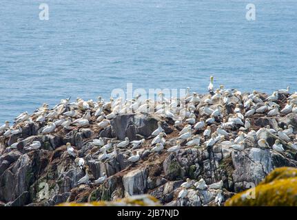 Große Gruppe von Tölpeln auf den Saltee Islands Wexford Ireland. Stockfoto