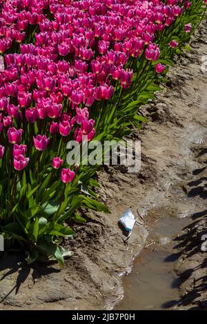 Eine weggeworfene Gesichtsmaske liegt in einem Feld von Tulpen, was das Problem der unangemessenen Entsorgung von Einwegmasken während der COVID deutlich macht. Stockfoto