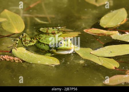 Grüner „Pelophylax lessonae“-Frosch, der im Wasser schwimmt Stockfoto