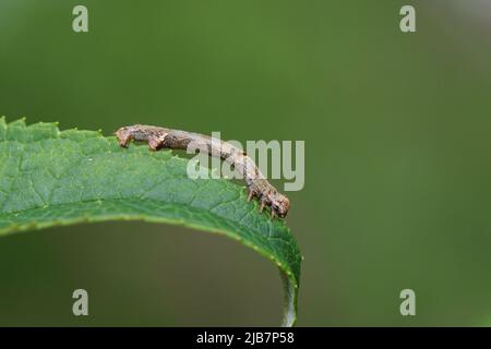 Raupe von Engrailed, Small Engrailed (Ectropis crepuscularia). Familie Geometermotten (Geometridae). Auf dem Blatt des Sommerflieders (Buddleja davidii Stockfoto