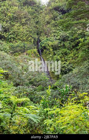 Manoa Falls, Oahu, Hawaii Stockfoto