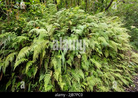 Farne entlang der Manoa Falls Wanderung, Oahu, Hawaii Stockfoto