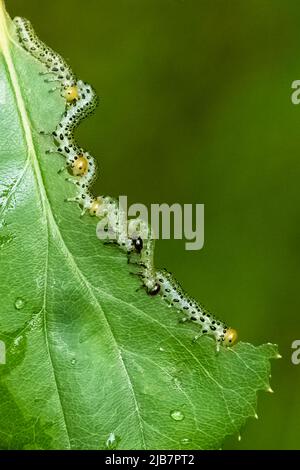 Sägefliege Raupen essen einen Rosenstrauch Stockfoto